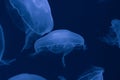 jellyfish under blue neon lights in aquarium Royalty Free Stock Photo
