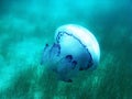 Jellyfish under blue water in the sea in Greece