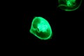 Jellyfish under green lighting