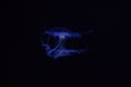 jellyfish underwater, dark background, blue color light, wildlife sea animal