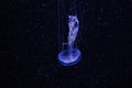 jellyfish underwater, dark background, blue color light, wildlife sea animal