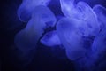 jellyfish underwater, dark background, blue color light, wildlife sea animal