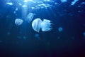 Jellyfish Underwater