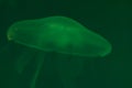 Jellyfish underwater in the ocean close up. Green light background. Free copy space for text and content Royalty Free Stock Photo