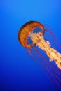 Jellyfish at the Vancouver Aquarium