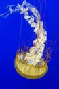 Jellyfish at the Vancouver Aquarium