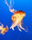 JellyFish