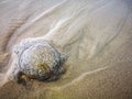 Jellyfish wash up on the beach dead during the low tide on the sea shore. Royalty Free Stock Photo