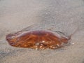 A Jellyfish Washed to Shore