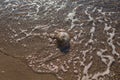 Jellyfish washed up on the seashore