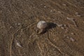 Jellyfish washed up on the seashore