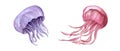 Jellyfish. Watercolor hand drawn illustration of jelly fishes. Blue and pink medusa. Set isolated on white. Poisonous Royalty Free Stock Photo