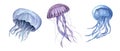 Jellyfish. Watercolor hand drawn illustration of three Jelly Fishes. Blue and violet medusa. Set isolated on white