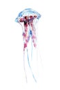 The jellyfish, watercolor illustration isolated on white.