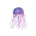 Jellyfish watercolor illustration. Medusa painting isolated on white background Royalty Free Stock Photo