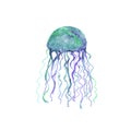 Jellyfish watercolor illustration. Medusa painting isolated on white background Royalty Free Stock Photo