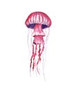 Jellyfish watercolor illustration painting isolated on white background, colorful tattoo design Royalty Free Stock Photo