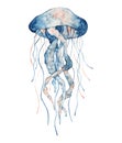 Jellyfish watercolor illustration. Painted medusa isolated on the white background, underwater wildlife. Royalty Free Stock Photo