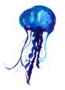 Jellyfish watercolor illustration. Painted medusa isolated on white background, underwater wildlife. Royalty Free Stock Photo