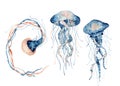 Jellyfish watercolor illustration. Painted medusa isolated on white background, underwater wildlife.