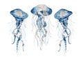 Jellyfish watercolor illustration. Painted medusa isolated on white background, underwater wildlife. Royalty Free Stock Photo