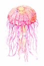 Jellyfish watercolor illustration