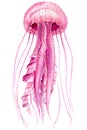 Jellyfish on a white background, watercolor illustration. Sea creatures.