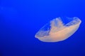 Jellyfish white on blue background