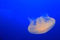 Jellyfish white on blue background Royalty Free Stock Photo