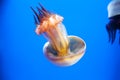 Jellyfish Royalty Free Stock Photo