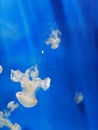 Jellyfish Royalty Free Stock Photo