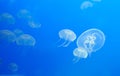 Jellyfishes