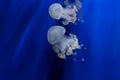 Jellyfishes Royalty Free Stock Photo