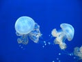 Jellyfishes Royalty Free Stock Photo
