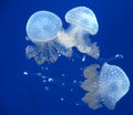 Jellyfishes Royalty Free Stock Photo