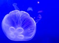 Jellyfishes, blue background Royalty Free Stock Photo