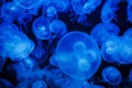 Jellyfishes in blue light Royalty Free Stock Photo