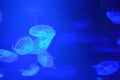 Jellyfishes in blue water Royalty Free Stock Photo