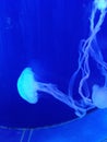 Jellyfishes with elegancy