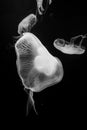 Jellyfishes Royalty Free Stock Photo