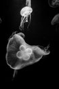 Jellyfishes Royalty Free Stock Photo