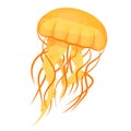 Jellyfishes or medusae yellow. Underwater animal, free-swimming marine creature.