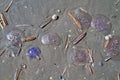 Jellyfishes and shells on the beach