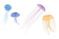 Jellyfishes