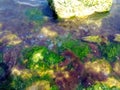 Jellyfishes in seaweed Royalty Free Stock Photo