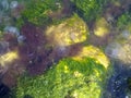 Jellyfishes in seaweed at the coast of the Black Sea in port of the city of Novorossiysk. Royalty Free Stock Photo