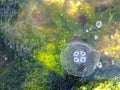 Jellyfishes in seaweed at the coast of the Black Sea in port of the city of Novorossiysk. Royalty Free Stock Photo