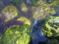 Jellyfishes in seaweed at the coast of the Black Sea in port of the city of Novorossiysk. Royalty Free Stock Photo