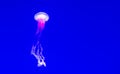 Jellyfishes Swimming In The Sea on Blue background Royalty Free Stock Photo