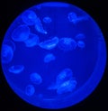 Jellyfishes in ultraviolet light in circular tank on deep blue background Royalty Free Stock Photo